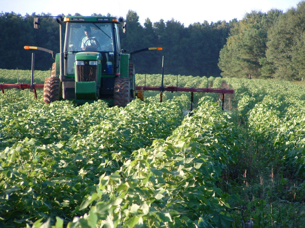 Cotton Farm