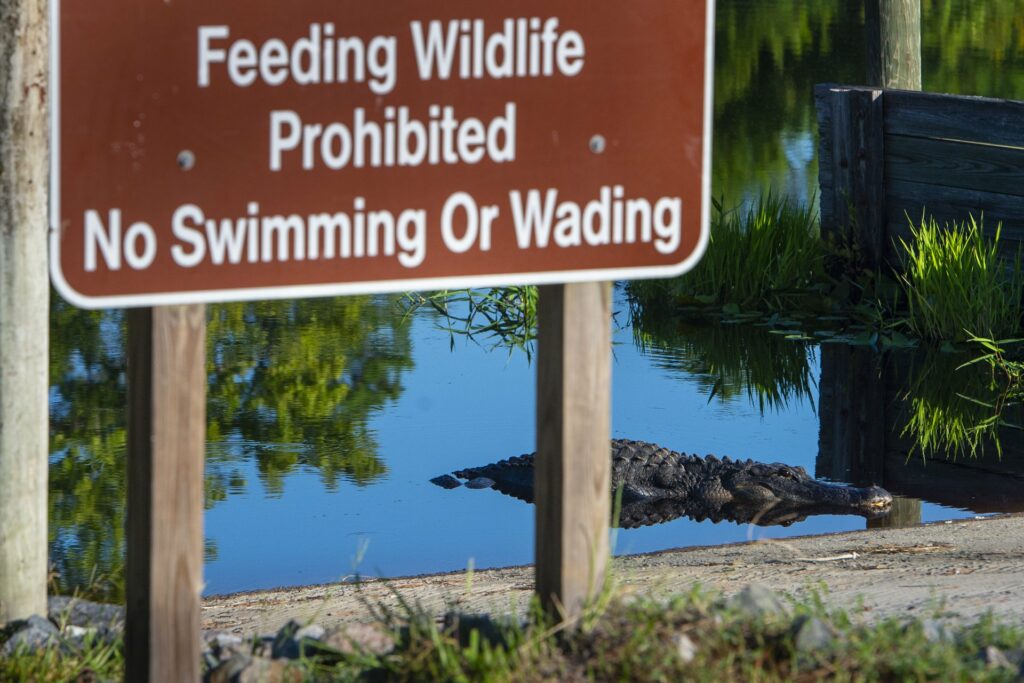 Alligator
