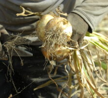 Vidalia Onions